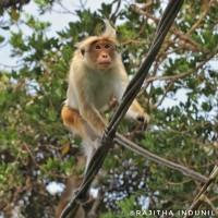 Macaca sinica Linnaeus, 1771